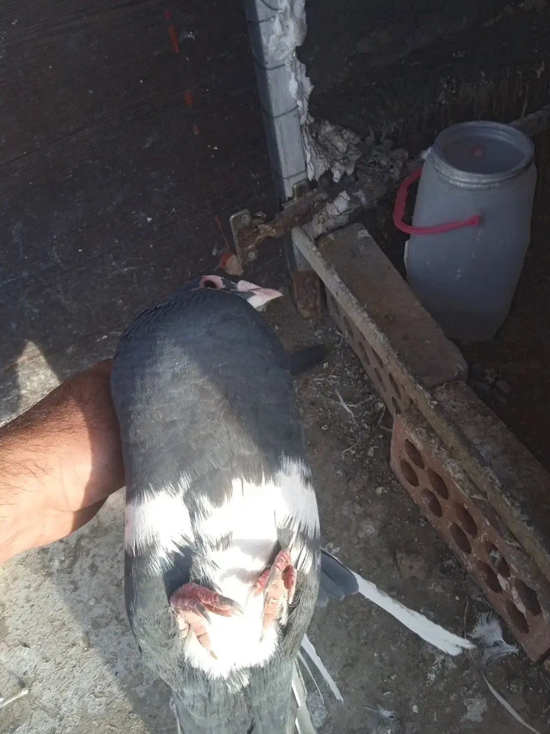 باسلام|حیوانات|کرمان, |دیوار