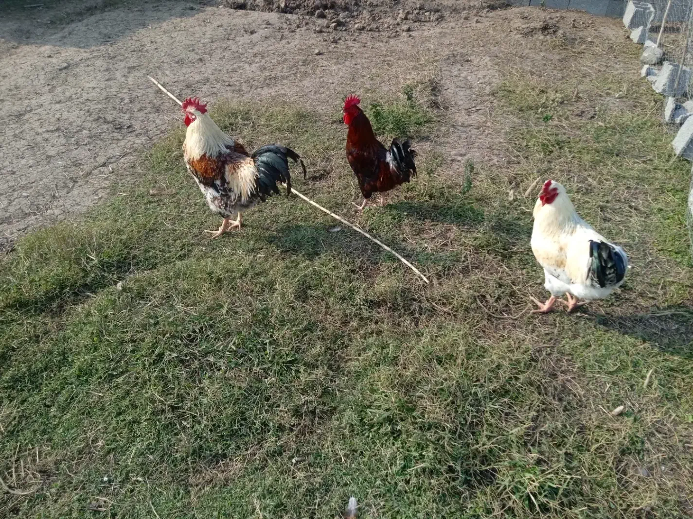 بوقلمون ارگانیک و خروس محلی|حیوانات مزرعه|سنگر, |دیوار