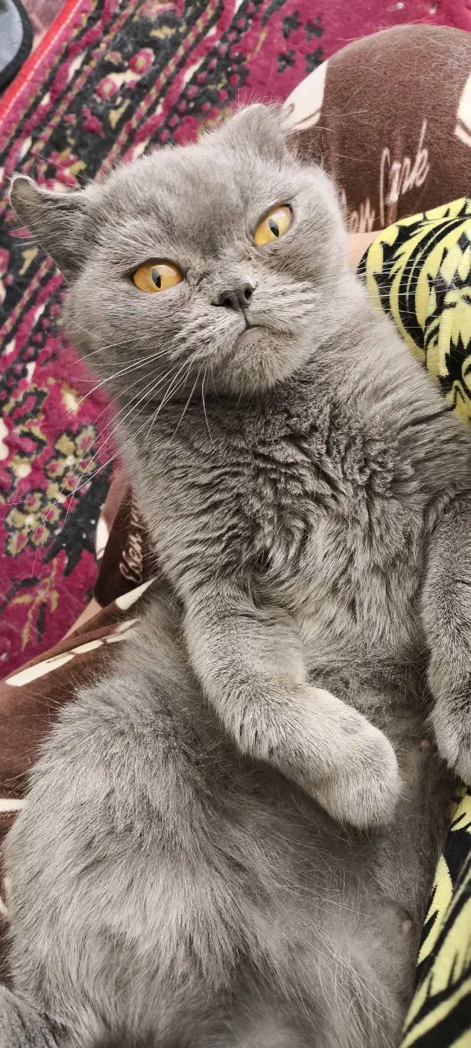 بیریتیش|گربه|شیراز, تندگویان|دیوار