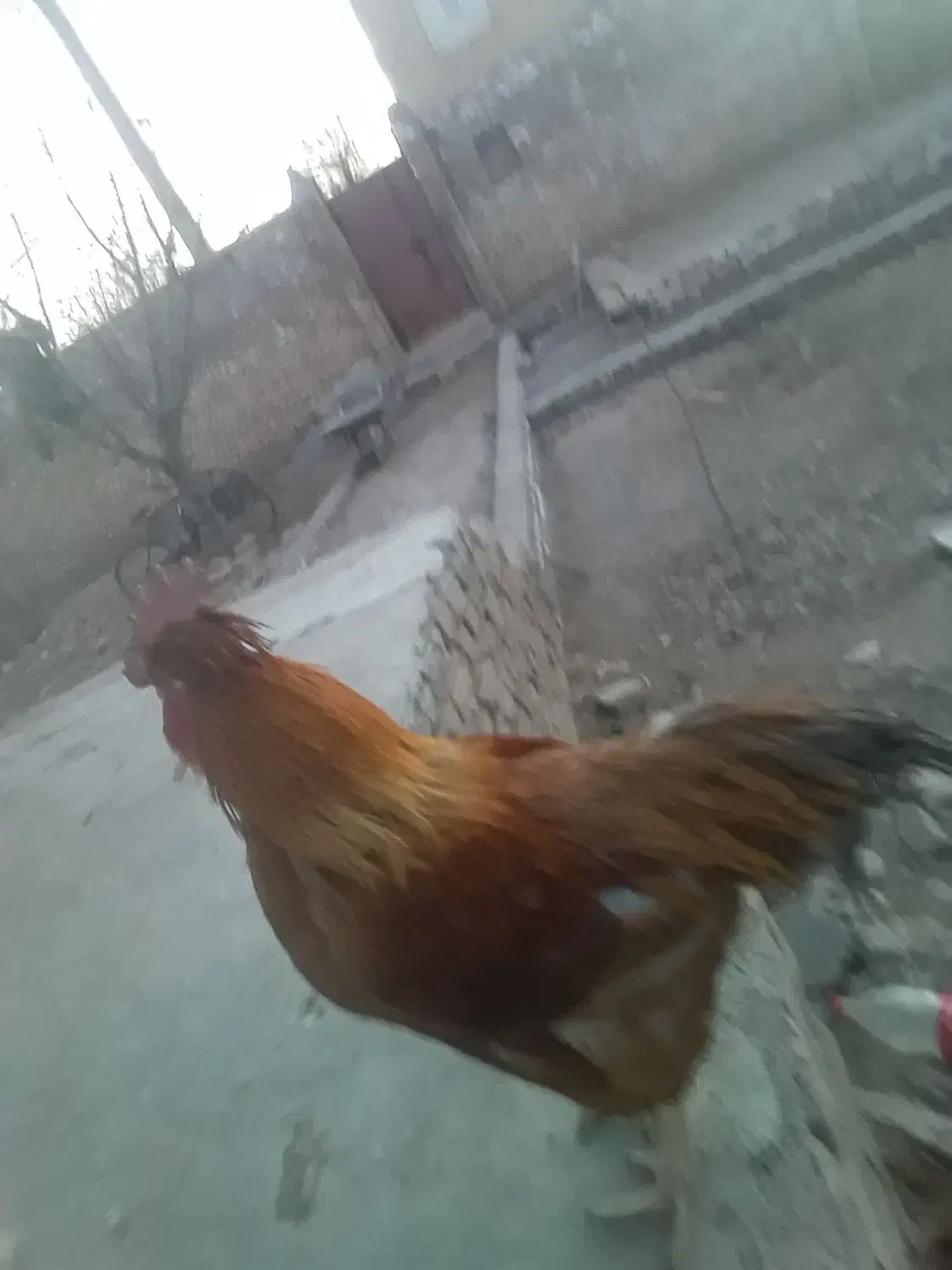 خروس|حیوانات مزرعه|قوچان, |دیوار