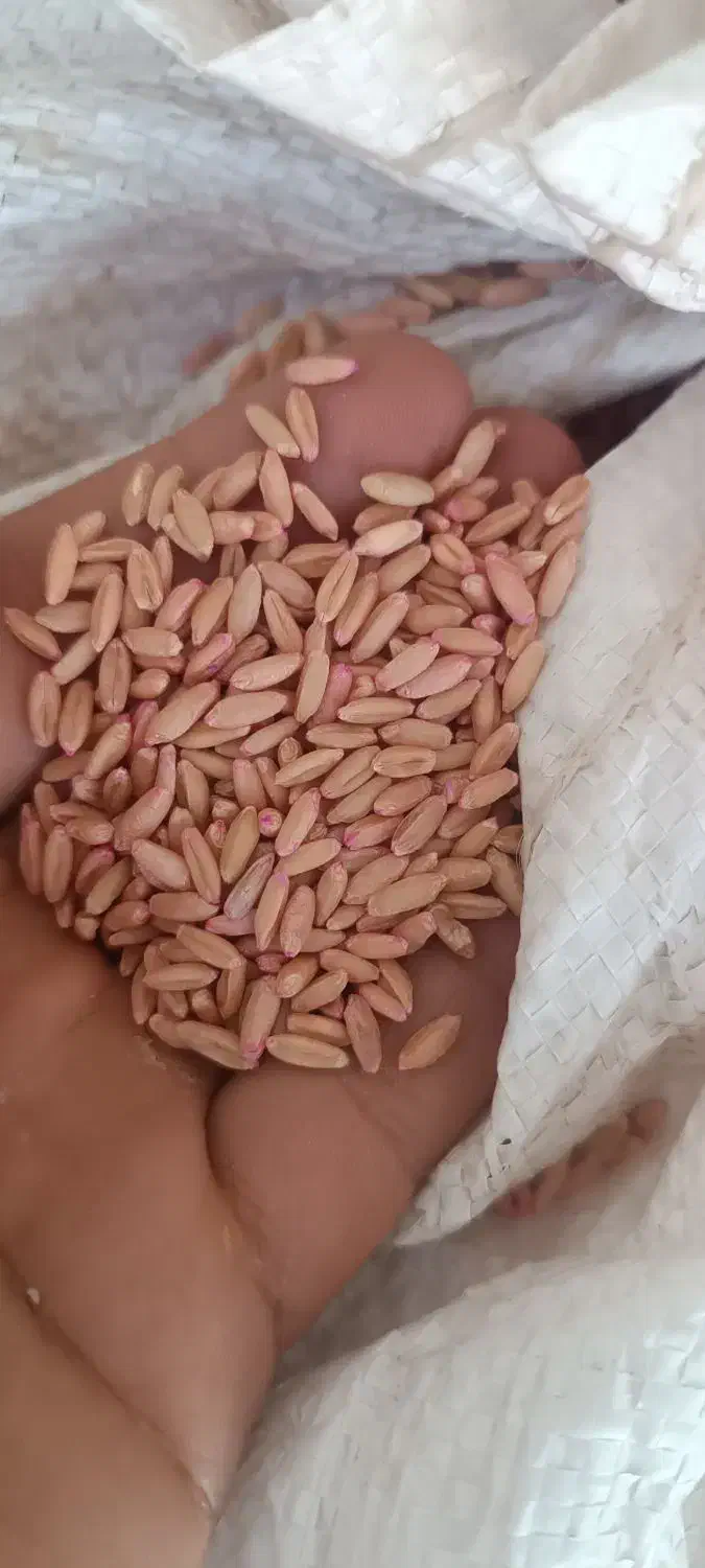 بذر گندم دیمی  بوجاری شده برا امسال|عمدهفروشی|بزینه رود, |دیوار