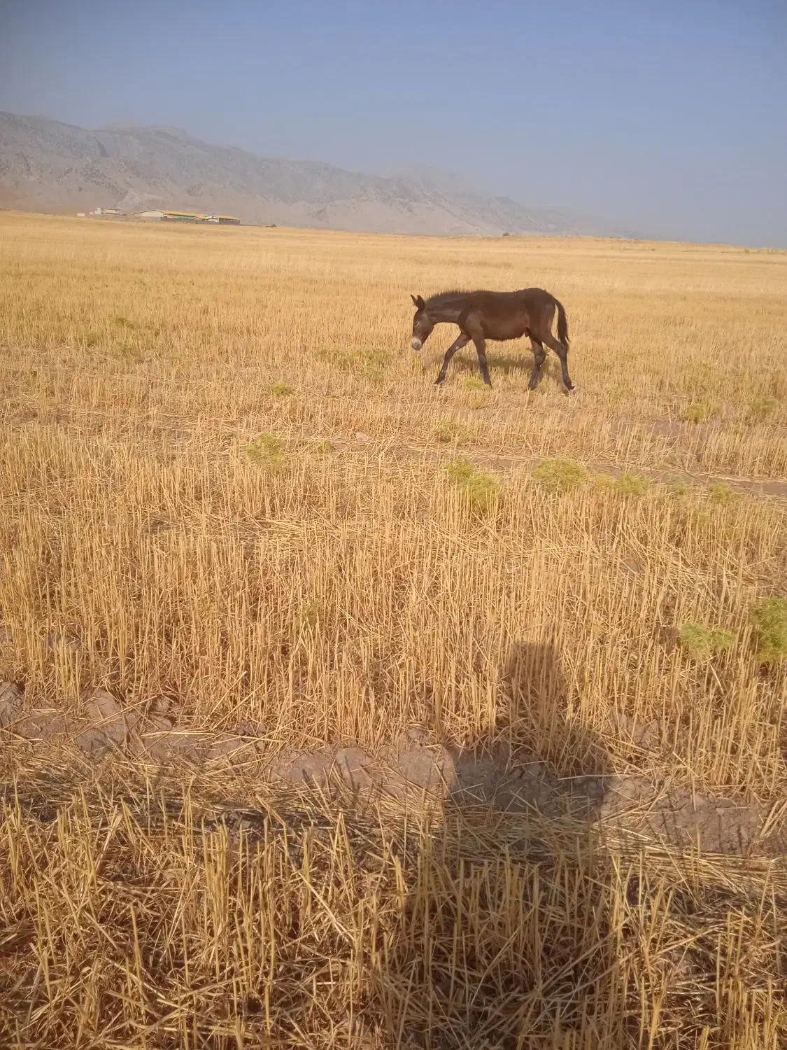 مادیان و قاطر|اسب و تجهیزات اسبسواری|آبدانان, |دیوار