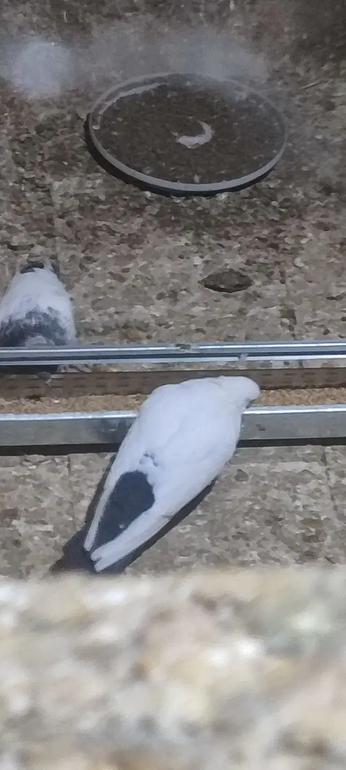 سینه ای|پرنده|رزن, |دیوار