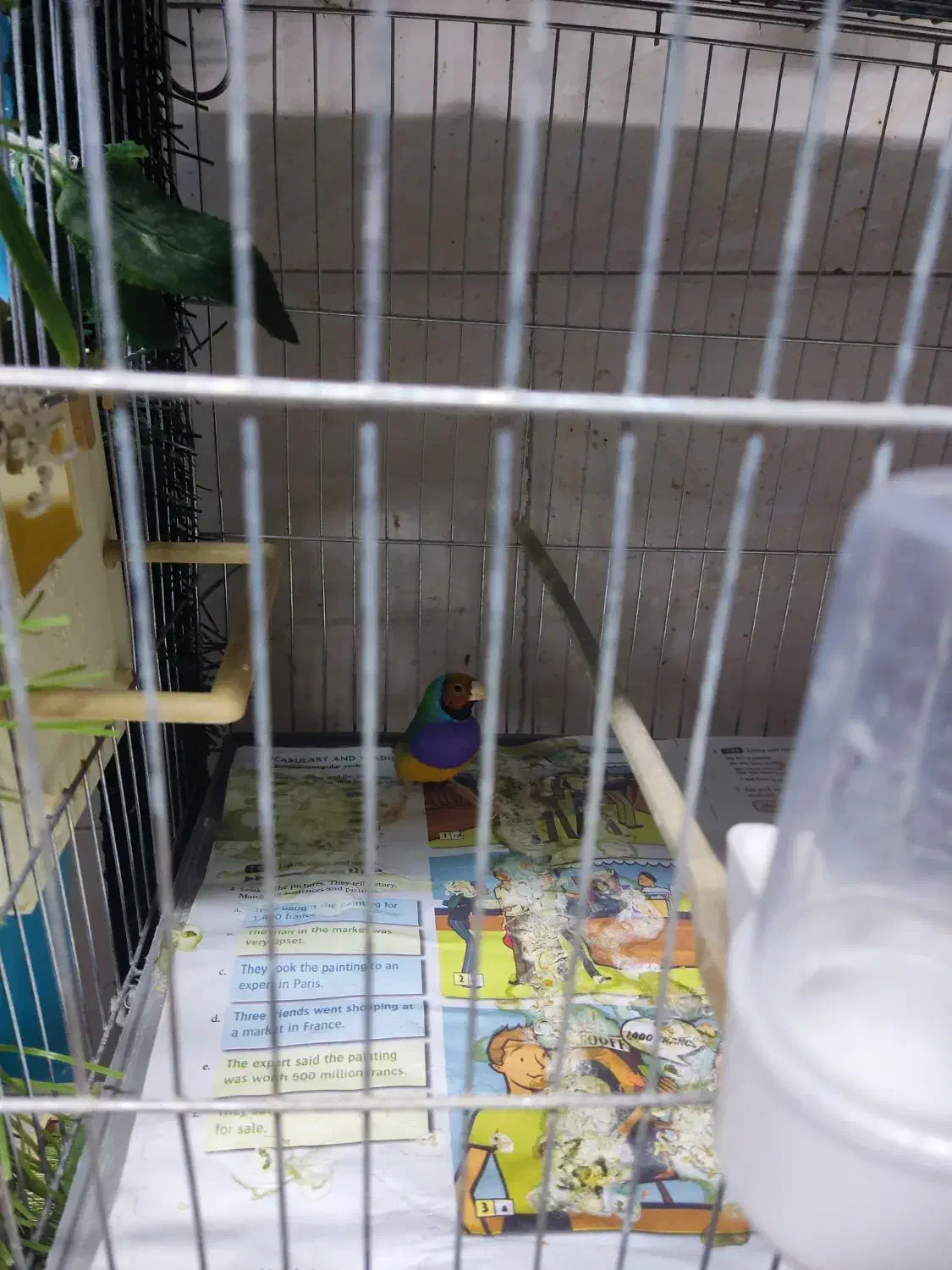 فنج گلدین13عدد|پرنده|پاکدشت, پاکدشت (مامازند)|دیوار