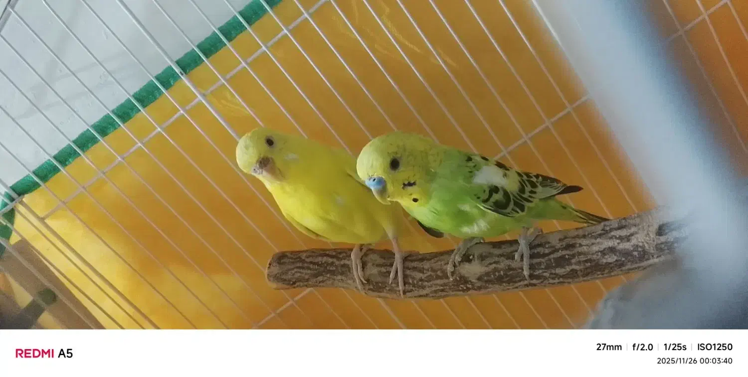 دوتا مرغ عشق جفت|پرنده|بهار, |دیوار