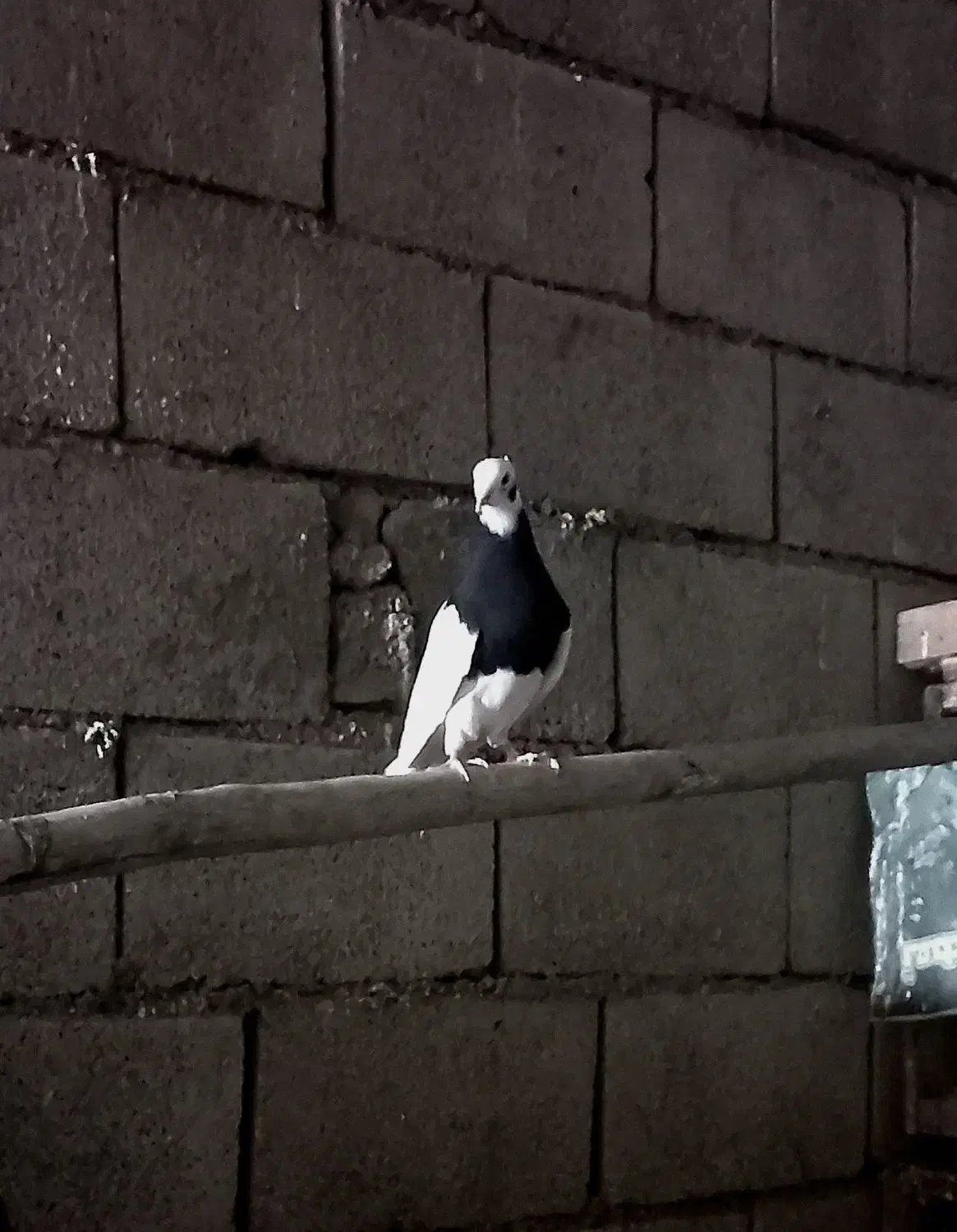 طوقی|پرنده|دره شهر, |دیوار