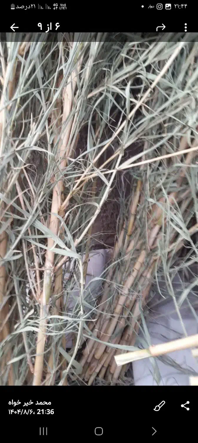 فروش نی هفت بند قطر خوب|سازهای سنتی|کاشان, راه آهن کاشان|دیوار