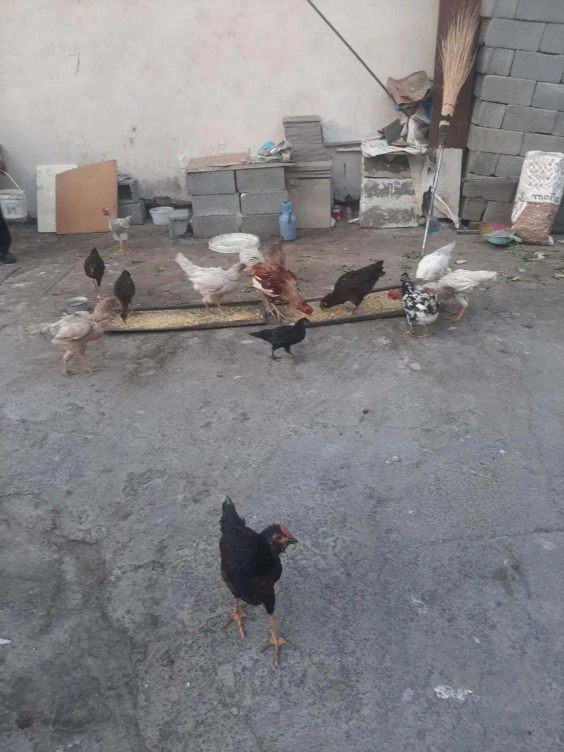مرغ و خروس و جوجه رسمی|حیوانات مزرعه|محمدشهر, محمدشهر|دیوار
