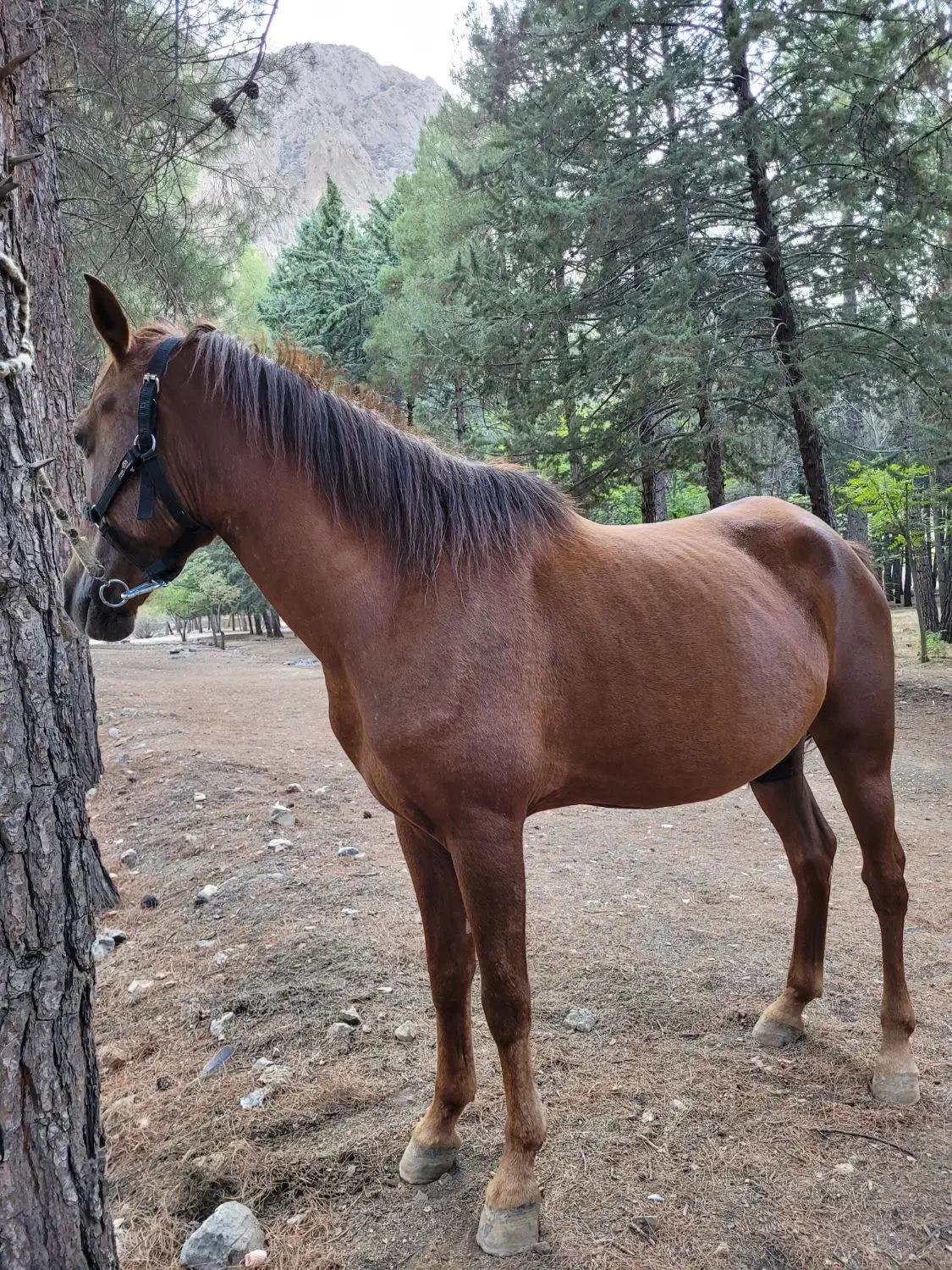 اسب مادیان|اسب و تجهیزات اسب‌سواری|پاسارگاد, |دیوار