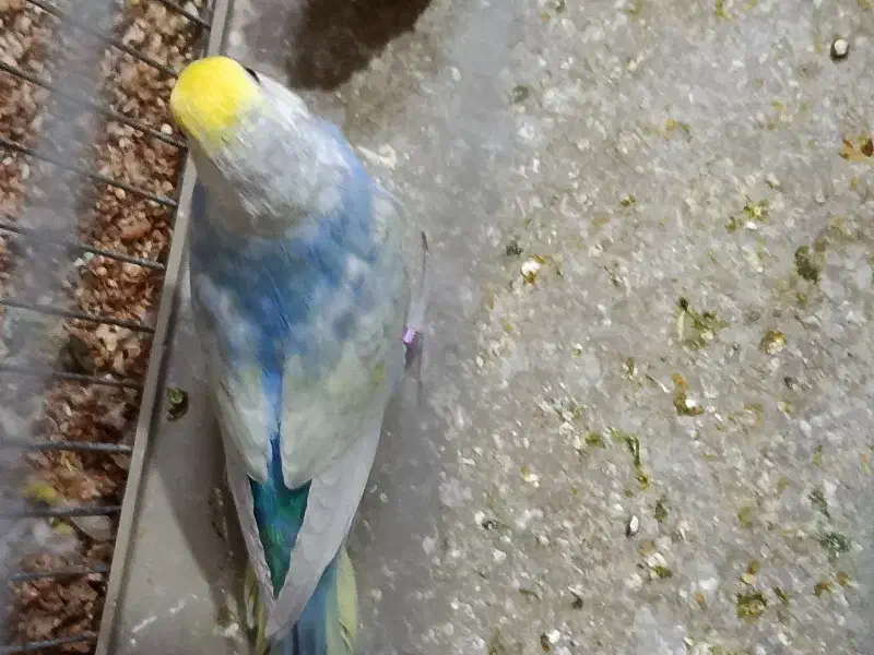 مرغ عشق  خاص|پرنده|شیراز, شهرک جماران|دیوار