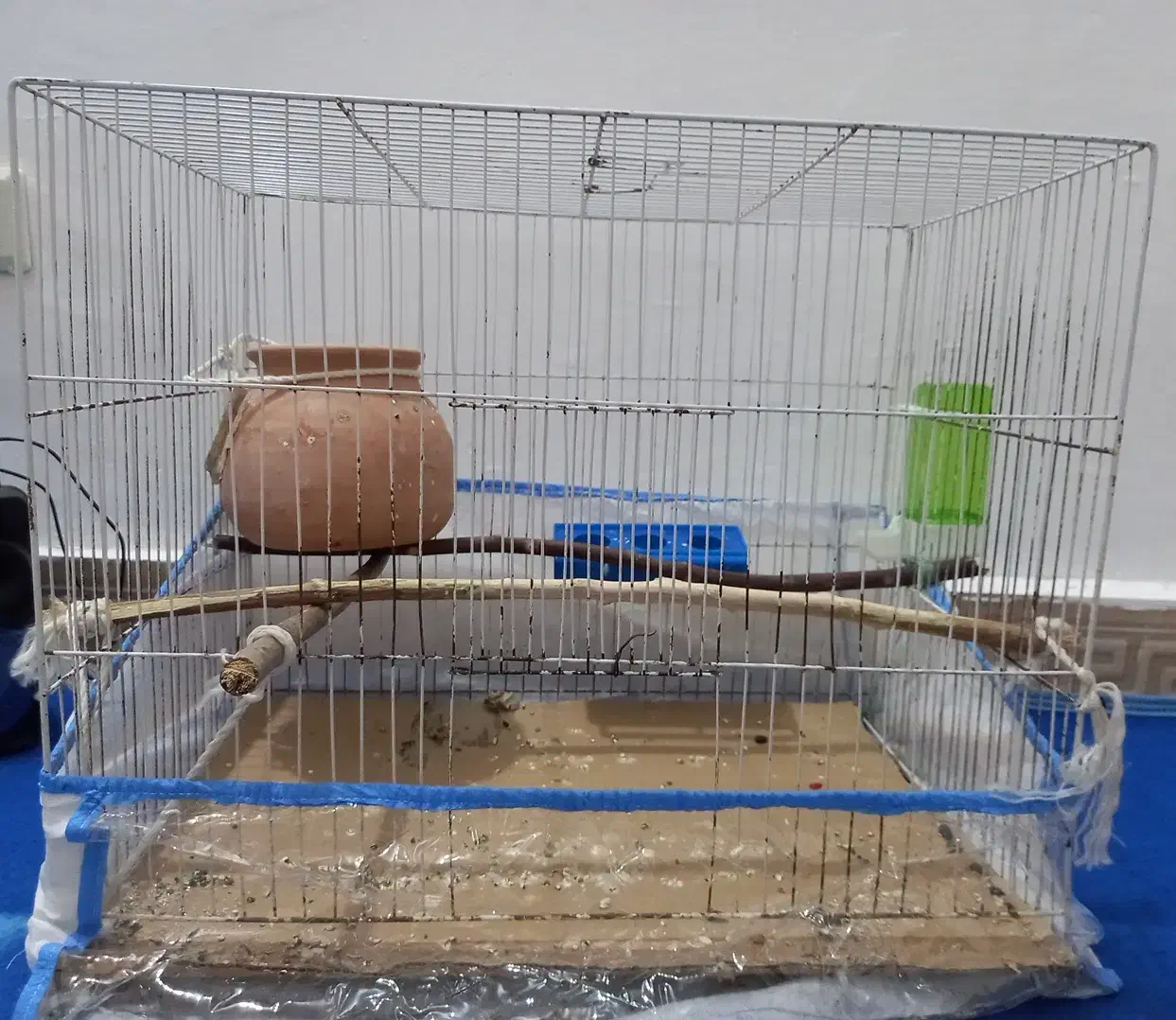 مرغ عشق|پرنده|کنارک, |دیوار