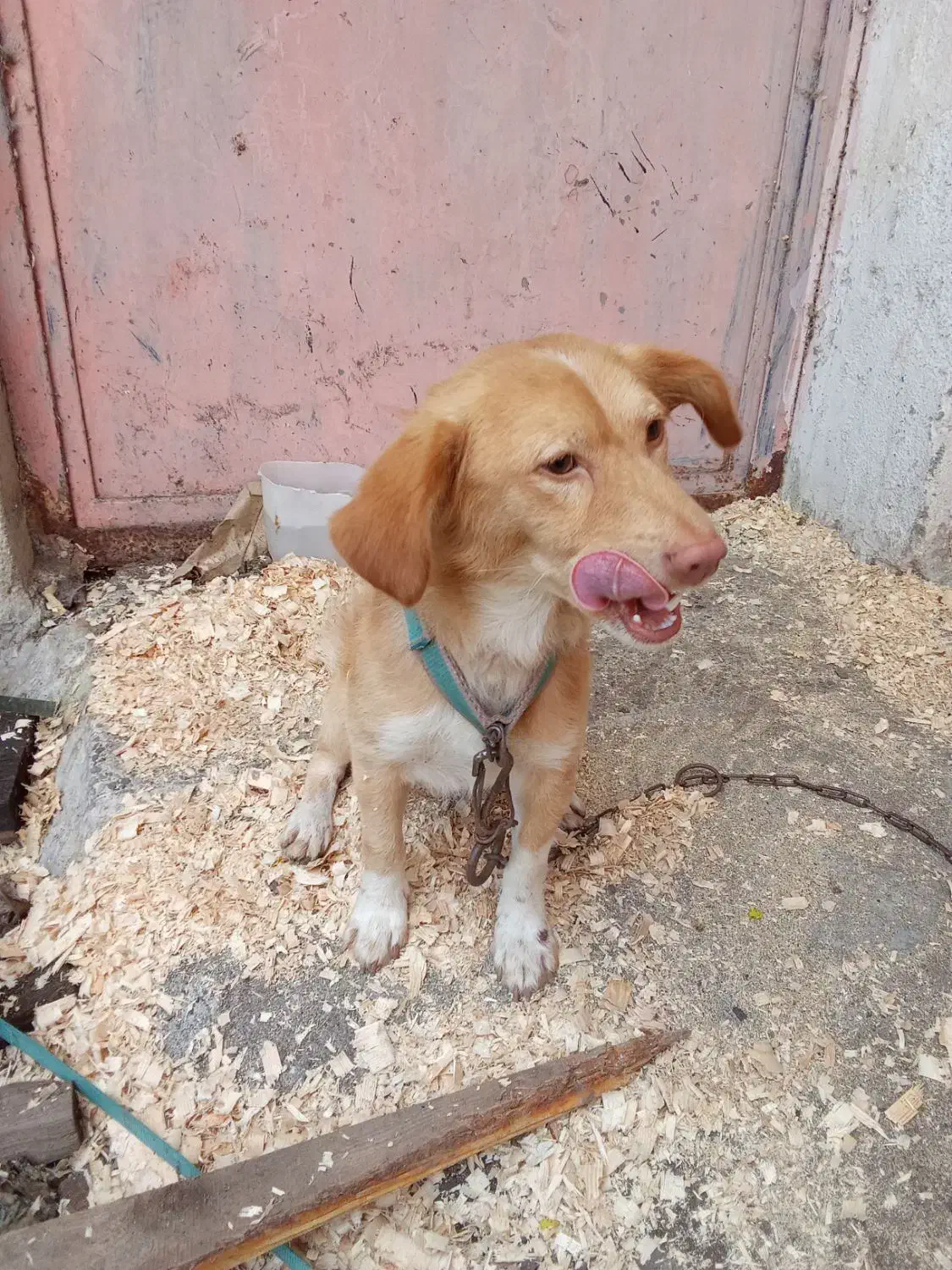 سگ پا کوتاه|سگ|تالش, تالش|دیوار