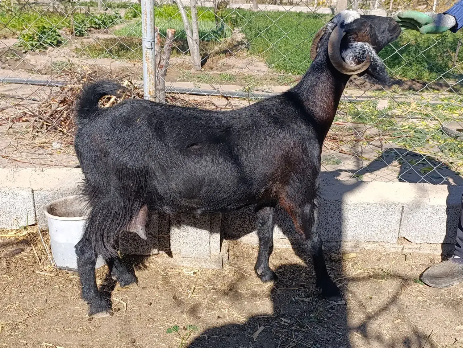 بز پرشیر و بزغاله چاق|حیوانات مزرعه|آذرشهر, |دیوار