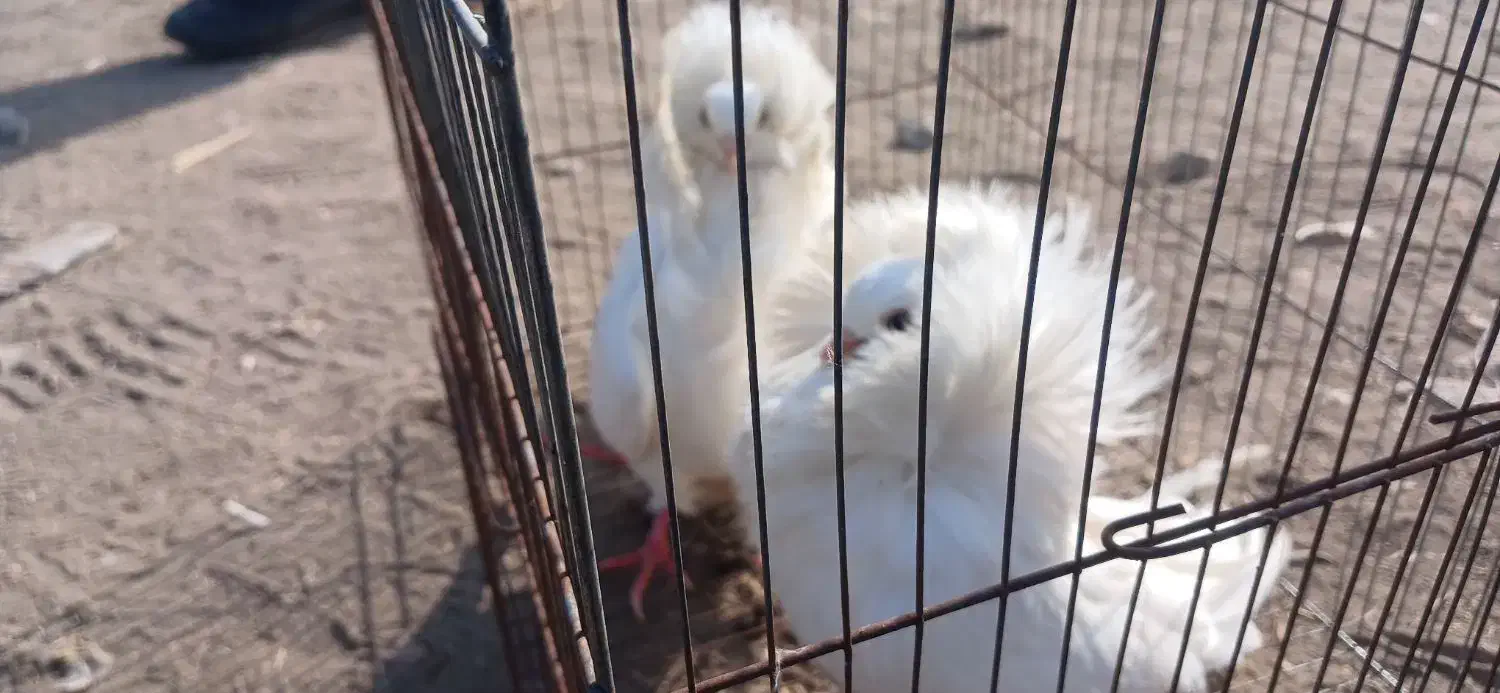 کبوتر شامپیون|پرنده|ارومیه, |دیوار