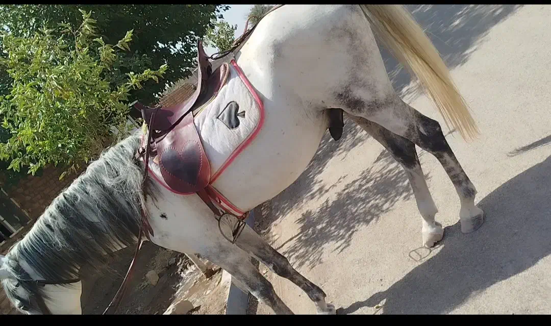 اسب نریون|اسب و تجهیزات اسب‌سواری|سبزوار, قصبه غربی|دیوار