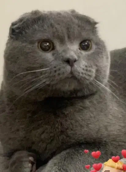 گربه|گربه|اندیشه, اندیشه فاز ۴|دیوار