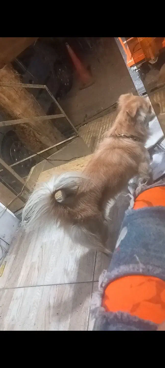 یک قلاده سگ پامر اشپیدز|سگ|تهران, جوادیه تهرانپارس|دیوار