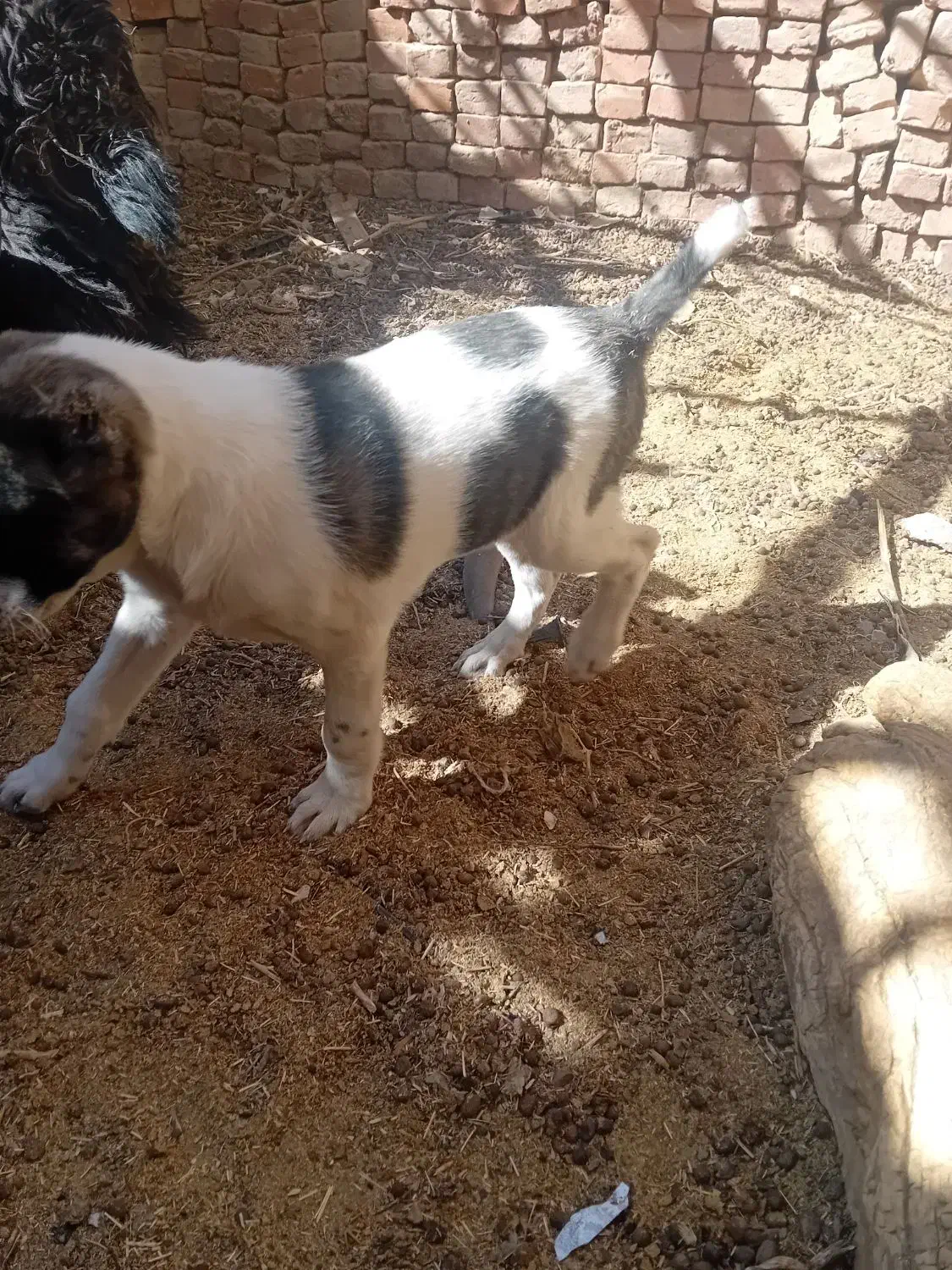 طوله سگ نر دوماهه|سگ|درمیان, |دیوار