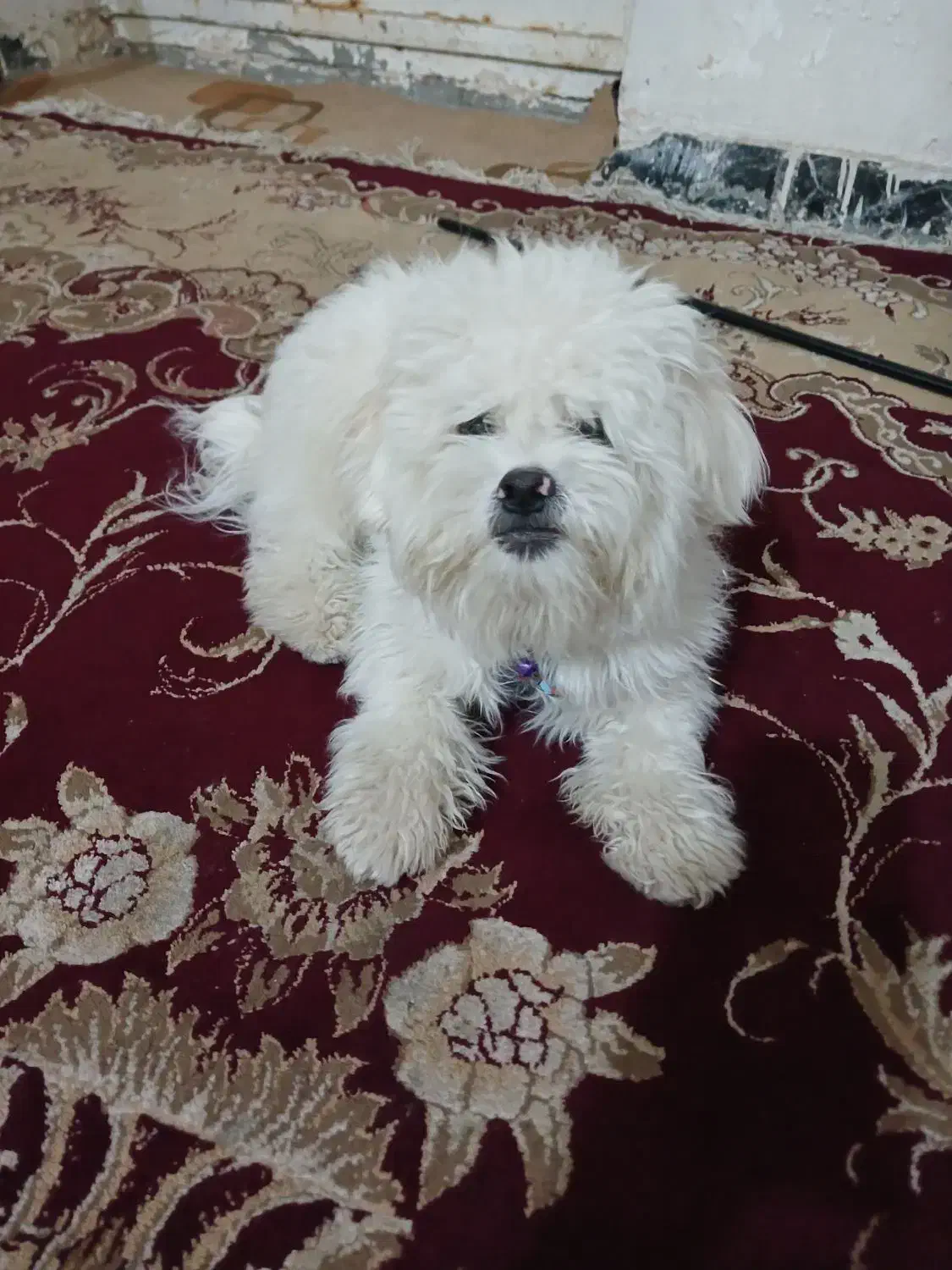 سگ فریزی|سگ|ماهدشت, |دیوار