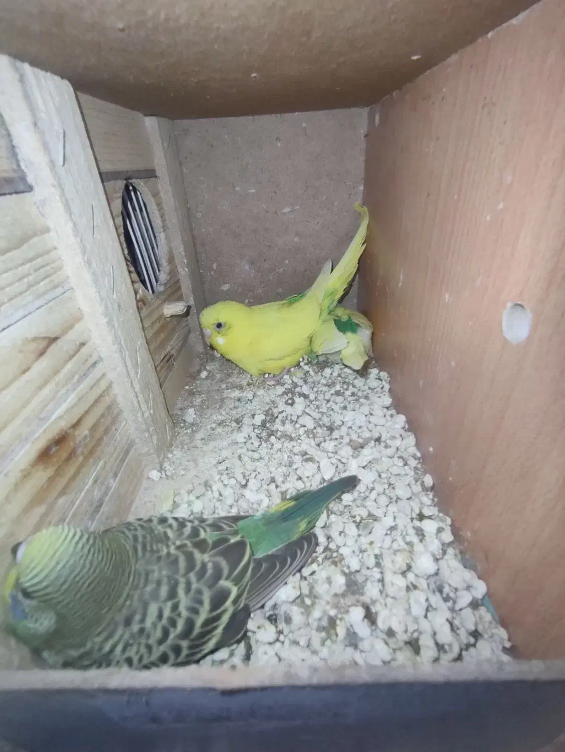 یک جفت مرغ عشق مولد با دوتا جوجه دو ماهه|پرنده|رباطکریم, شهرک والفجر|دیوار