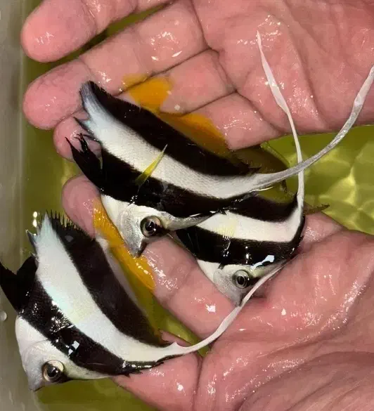 ماهی آبشور|ماهی|لیردف, |دیوار