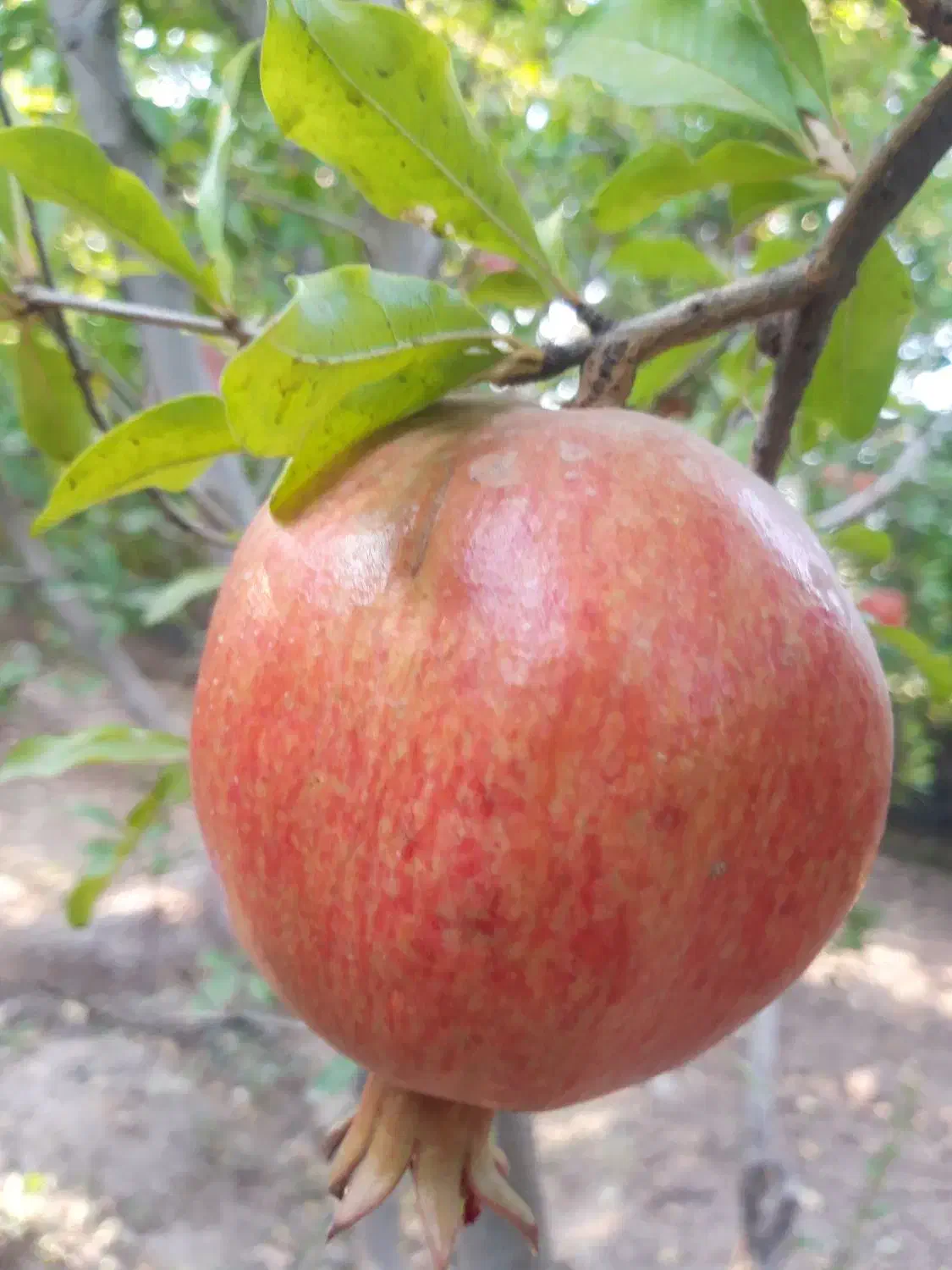 انار|خوردنی و آشامیدنی|قم, بنیاد|دیوار
