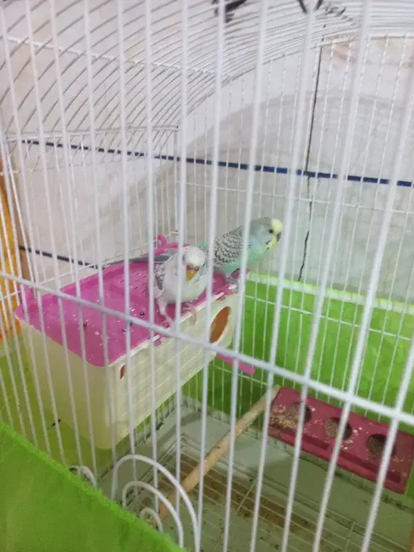 پرنده|پرنده|زرندیه, |دیوار