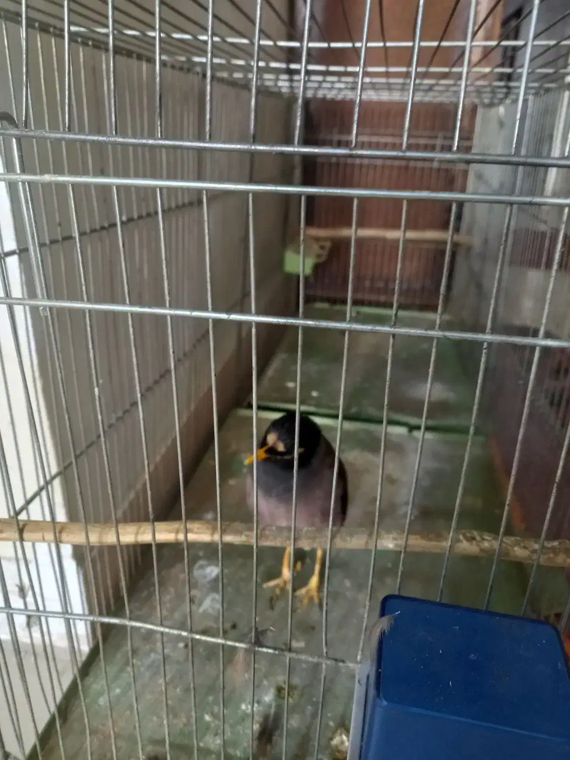 پرنده|پرنده|کرج, شاهینویلا|دیوار