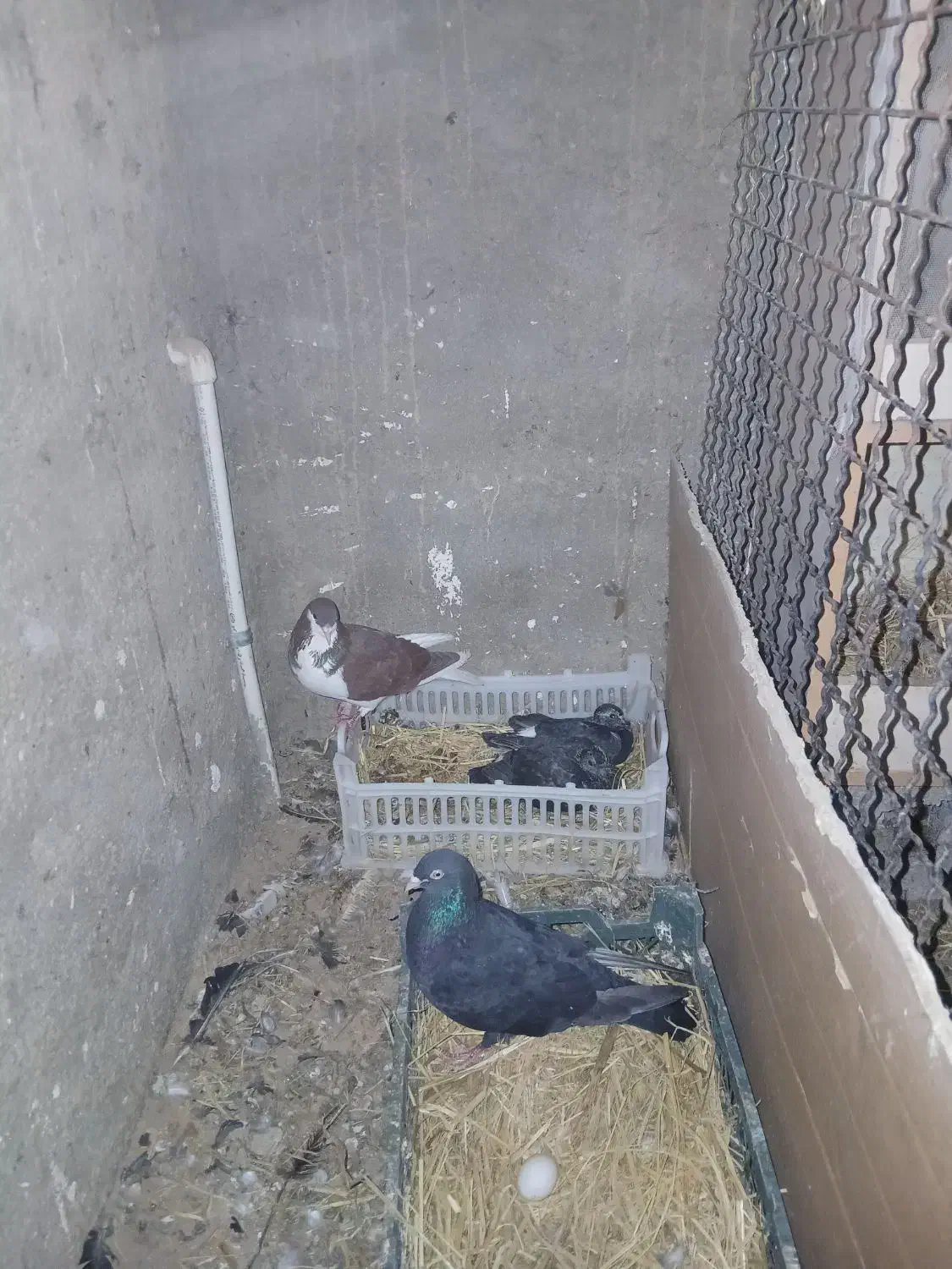 کفتر ۷، ۸ تا|پرنده|ابهر, |دیوار