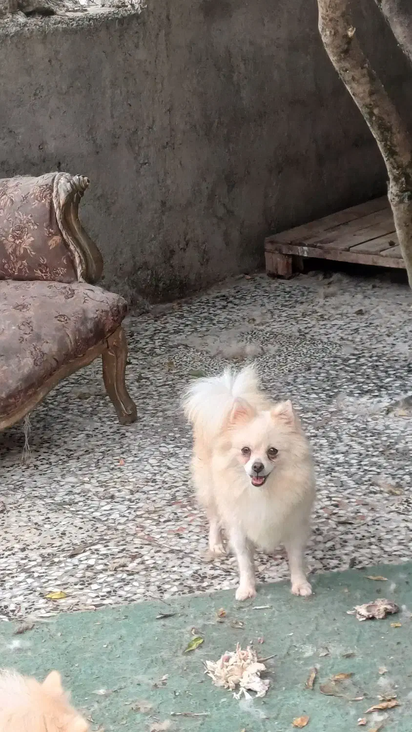 ۵ تا ماده پامرانین زیبا|سگ|ساری, |دیوار