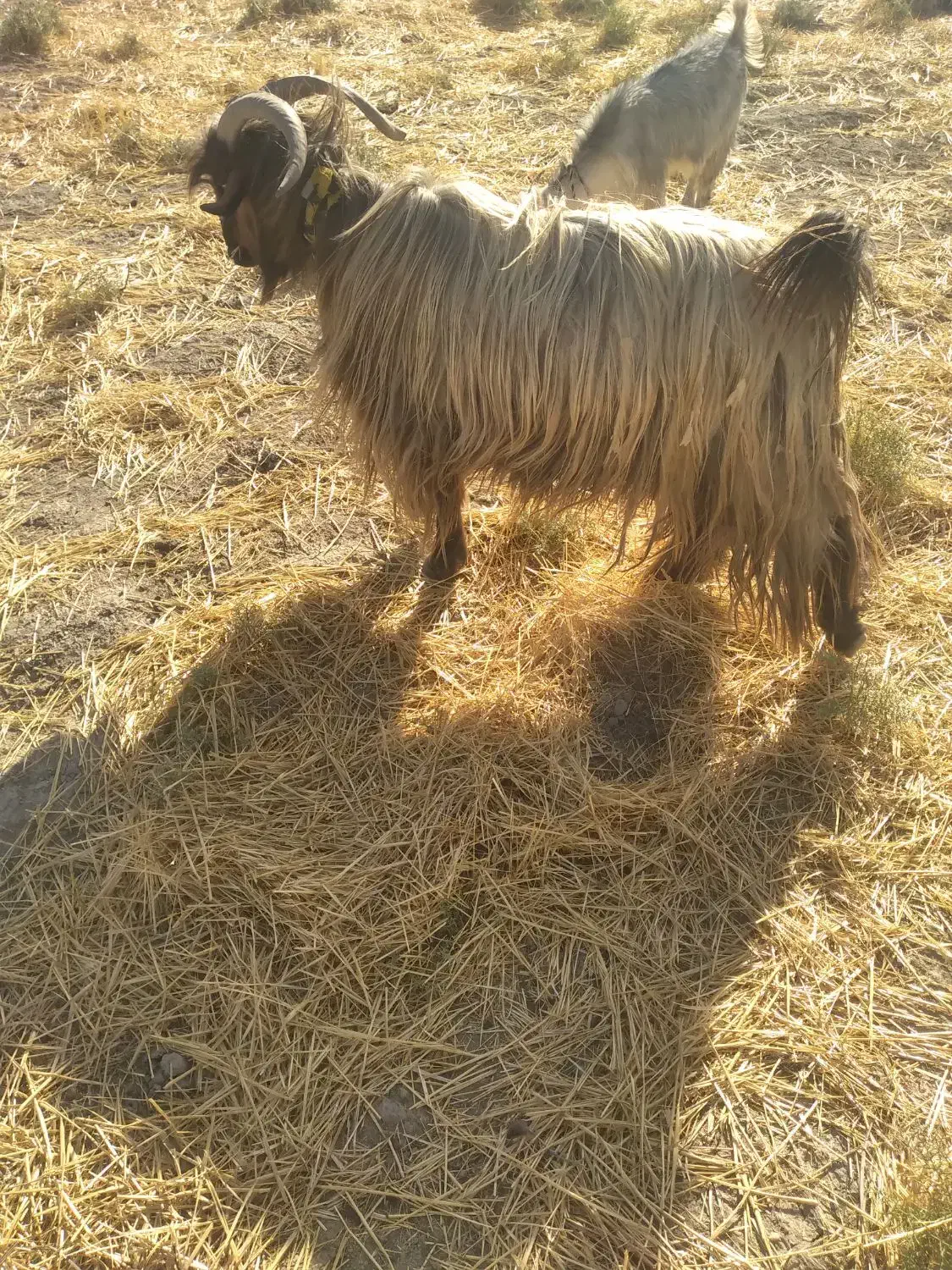 دوبراخته جلورونترس|حیوانات مزرعه|ایذه, |دیوار