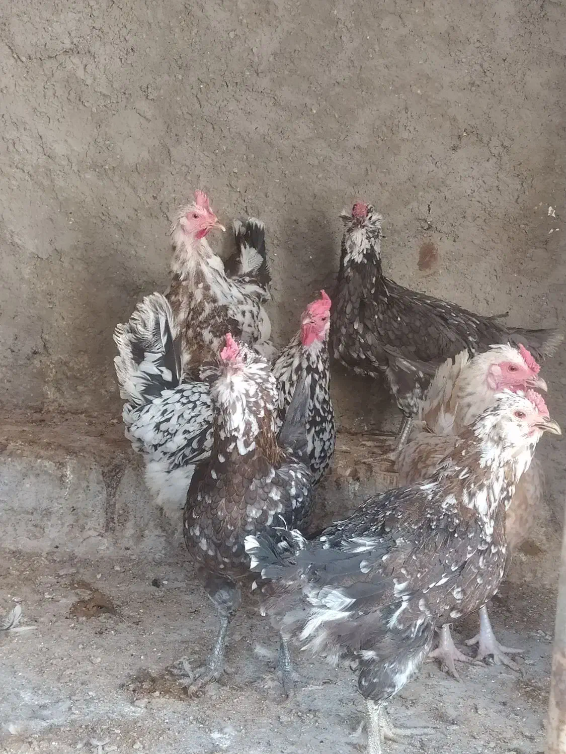 تخم مرغ نطفه دارگلین وطوسی|حیوانات مزرعه|اصفهان, شفق|دیوار