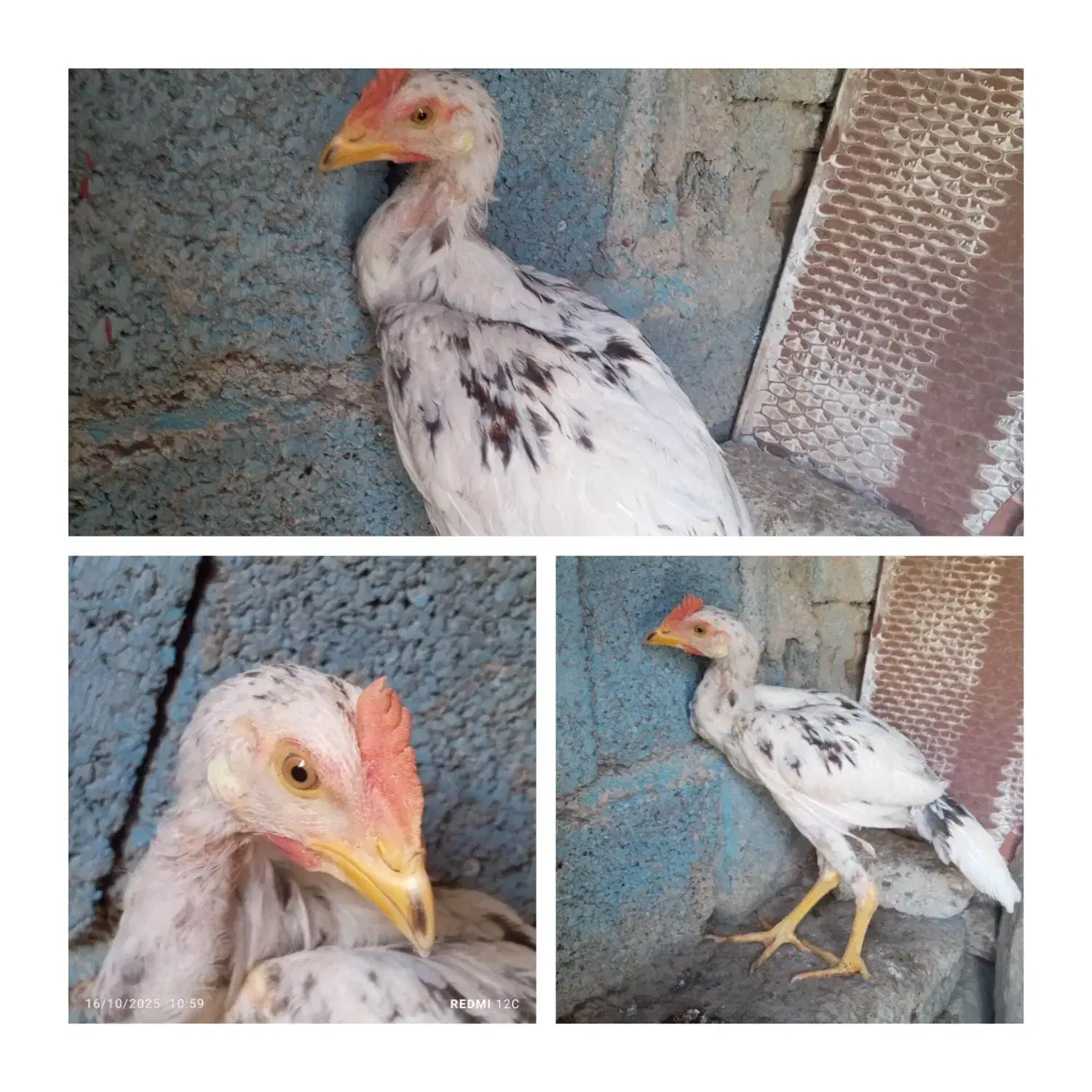 مرغ|حیوانات مزرعه|سراوان, |دیوار