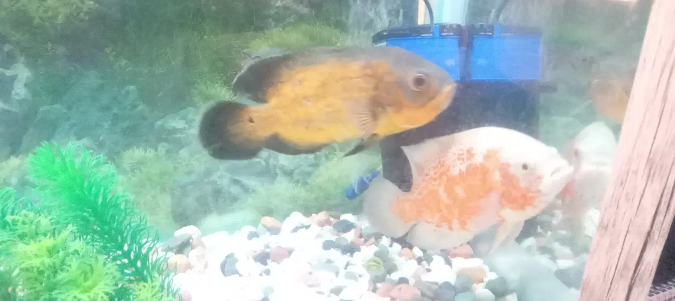 ماهی اسکار|ماهی|ماهدشت, |دیوار