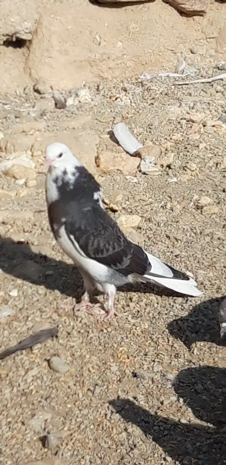 کبوترای اصیل قیمت تو متن نوشتم بخانید تشکر|پرنده|هشتگرد, شهرک اداری|دیوار