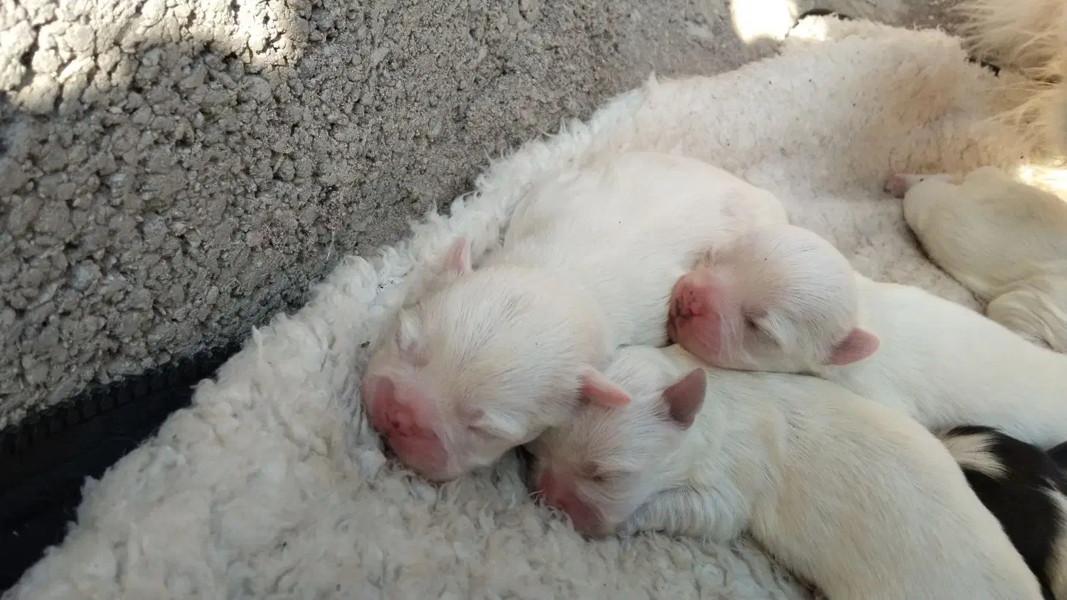 توله شیتزو پیکنز|سگ|لاهیجان, امیرشهید|دیوار