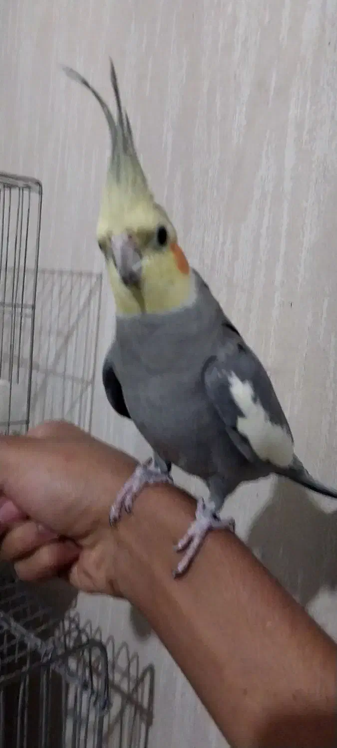 عروس هلندی یه جفت مولد با یه جوجه|پرنده|پاکدشت, پاکدشت (مامازند)|دیوار