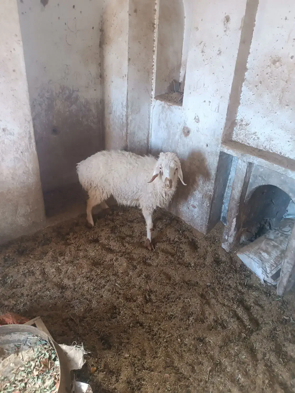 میش|حیوانات مزرعه|درمیان, |دیوار