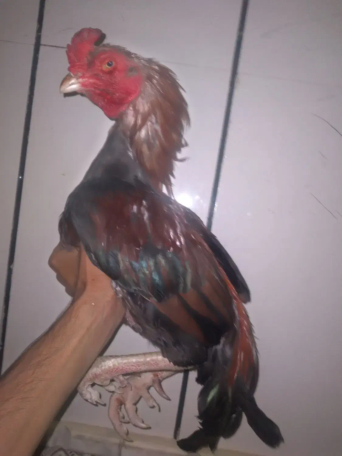 خروس فروشی|حیوانات مزرعه|سراوان, |دیوار