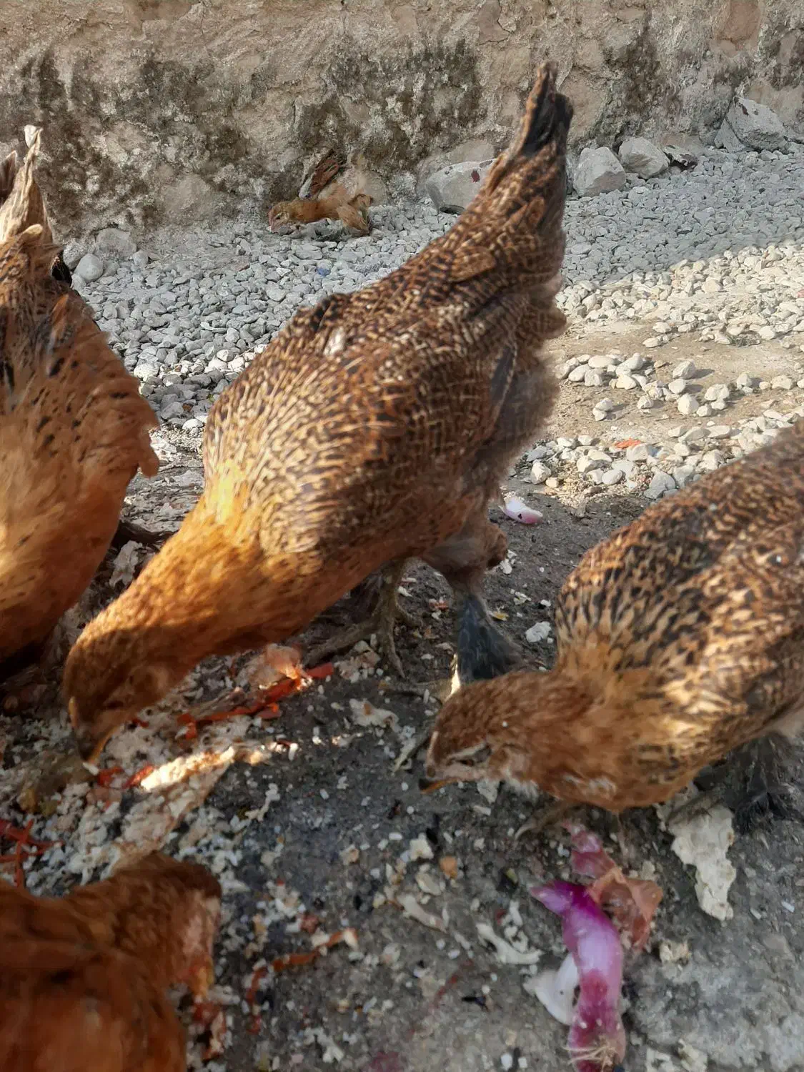 جوجه دیلگونی|حیوانات مزرعه|دهدشت, |دیوار