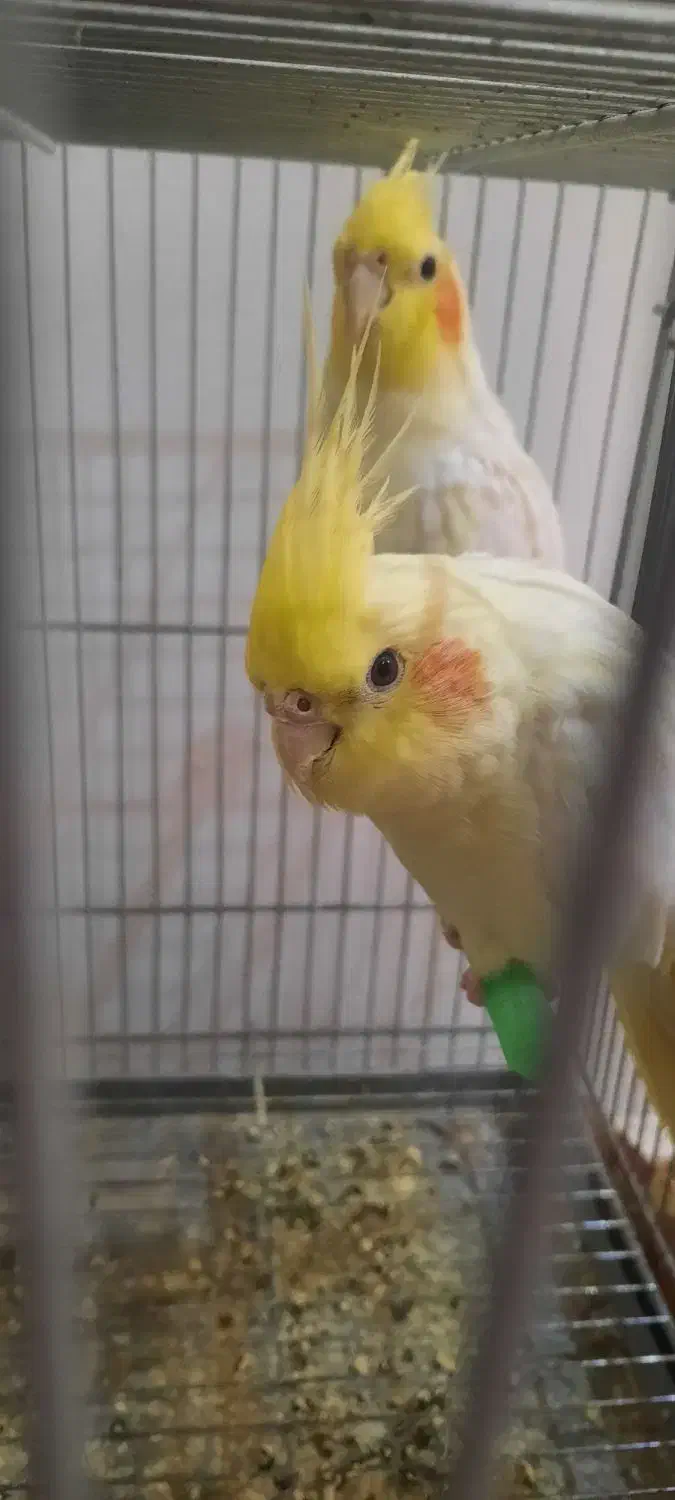 فروش ویژه عروس هلندی|پرنده|اصفهان, شهرک کاوه|دیوار