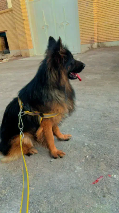 فروشی|سگ|رفسنجان, |دیوار