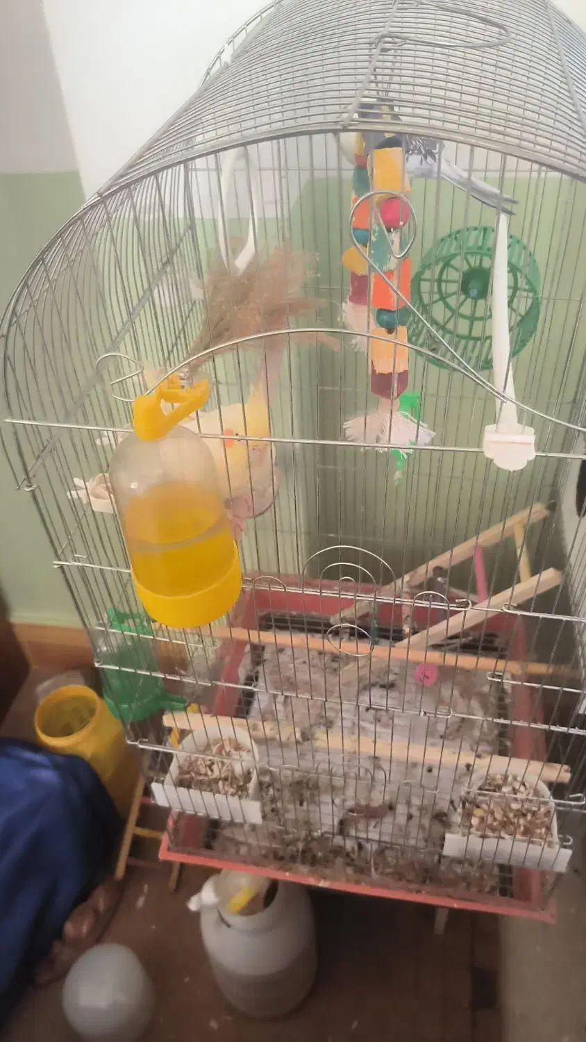 عروس هلندی سخن گو همراه با جوجه|پرنده|آشخانه, |دیوار