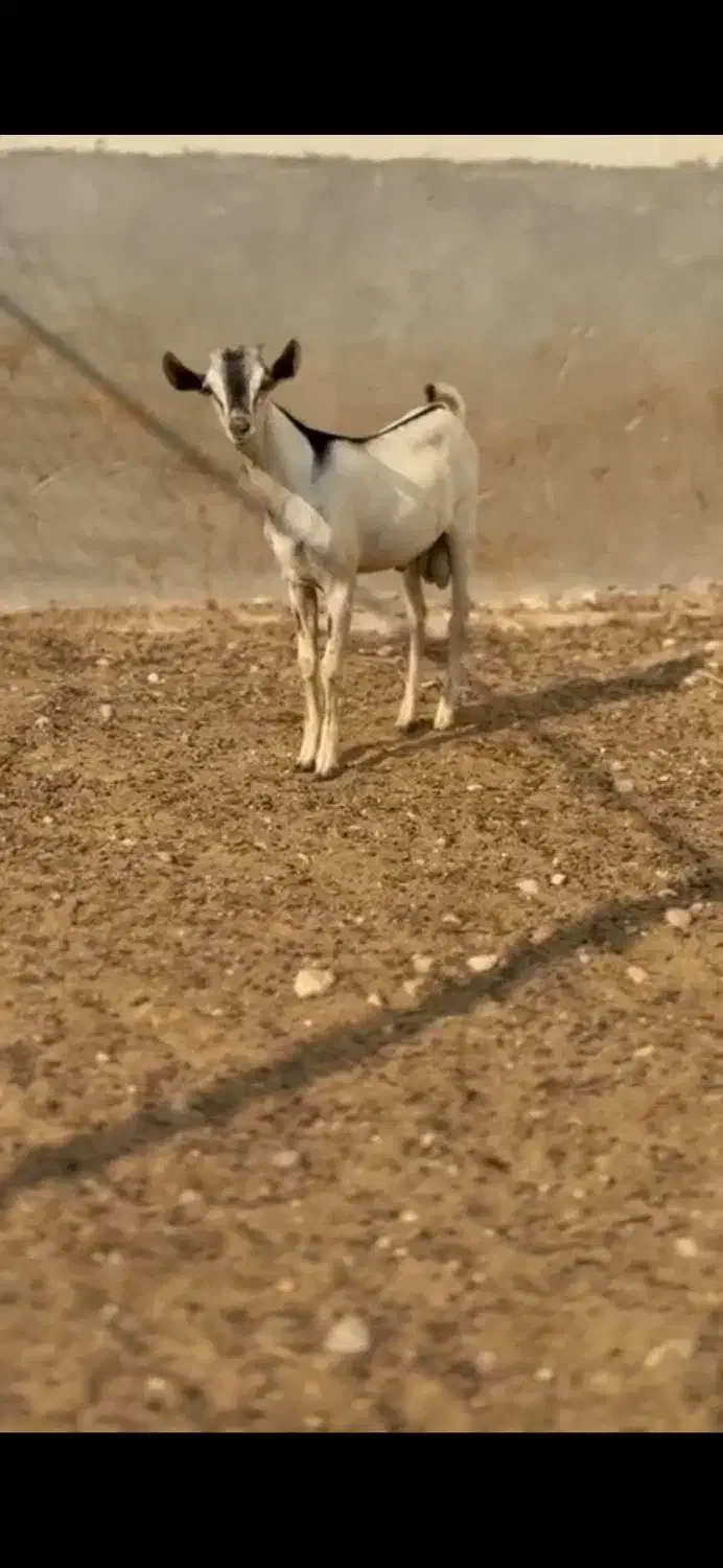 نابیبزغاله|حیوانات مزرعه|الشتر, |دیوار