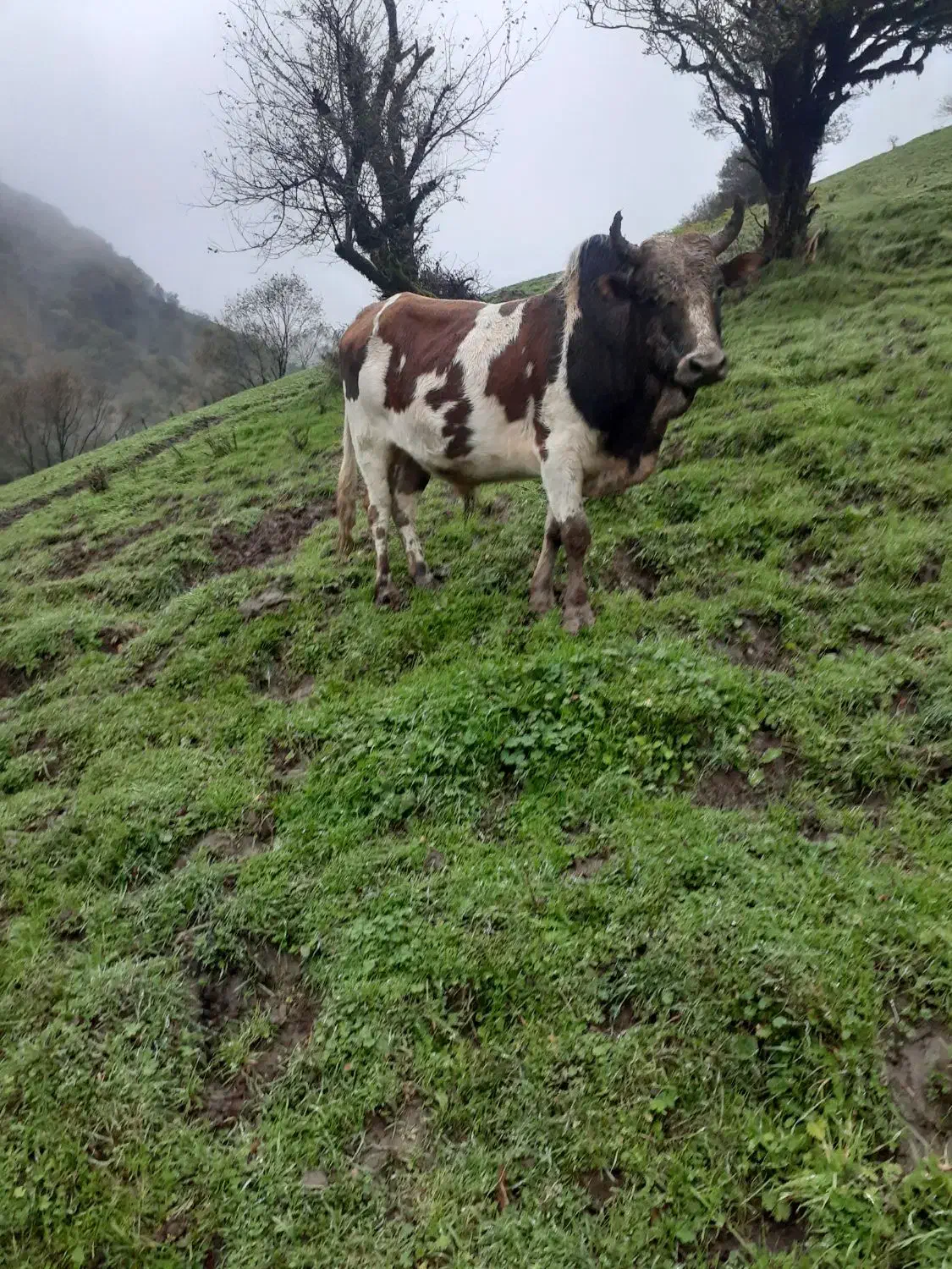 جونگه خریداری بیا  الکی مزاحم نشو|حیوانات مزرعه|آستارا, |دیوار