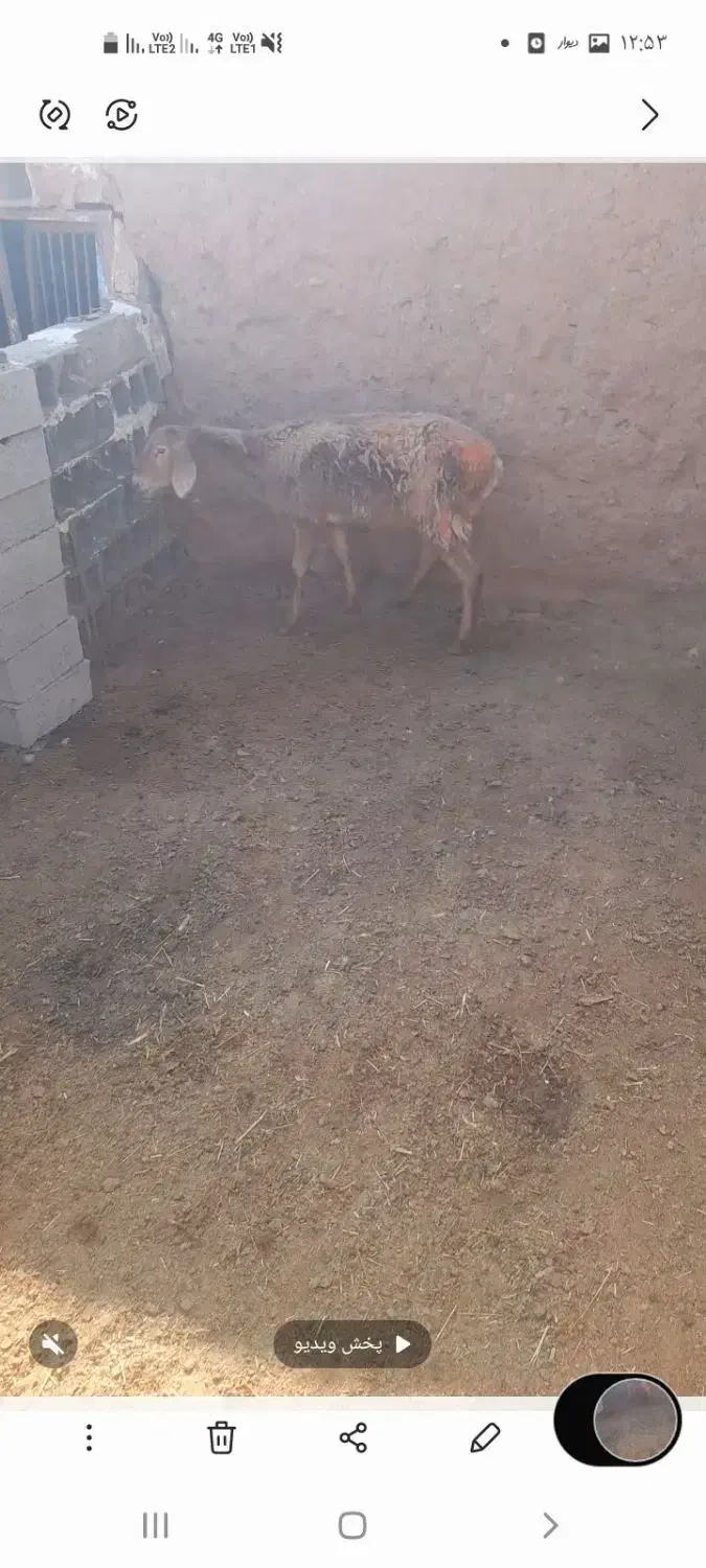 کاهور|حیوانات مزرعه|تربت جام, میان جام|دیوار