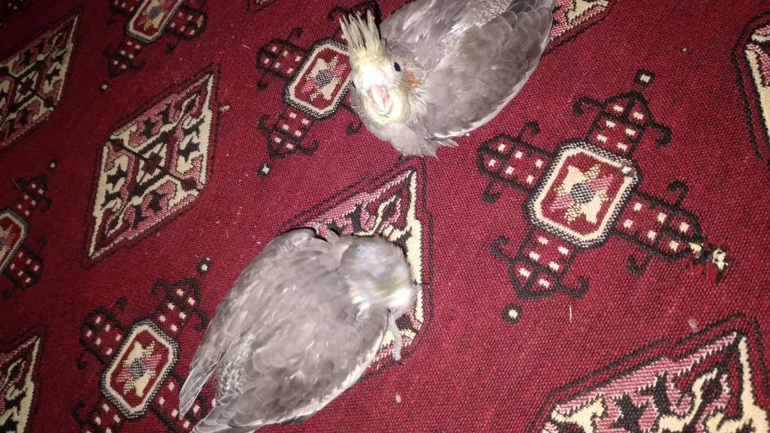 عروس هلندی|پرنده|پاکدشت, پاکدشت (مامازند)|دیوار