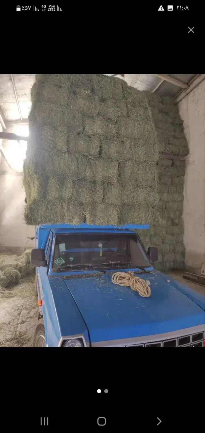 یونجه درجه یک|خدمات باغبانی و درختکاری|لالجین, |دیوار