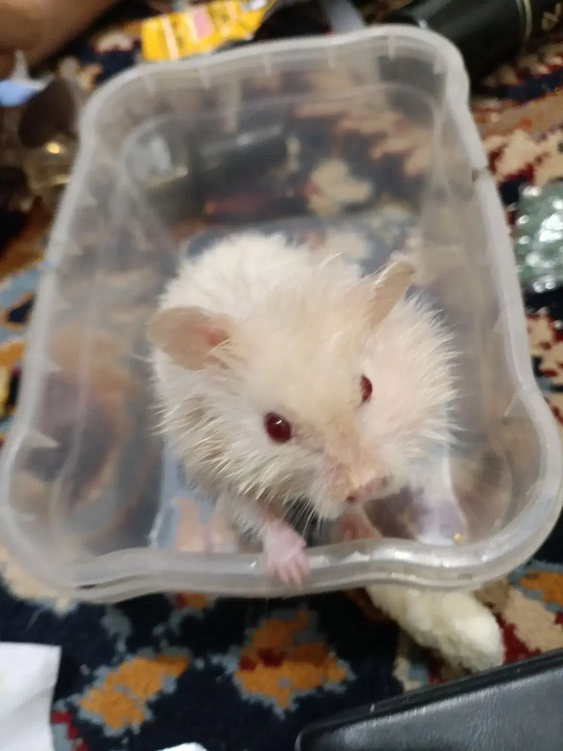 همستر|موش و خرگوش|بهبهان, |دیوار