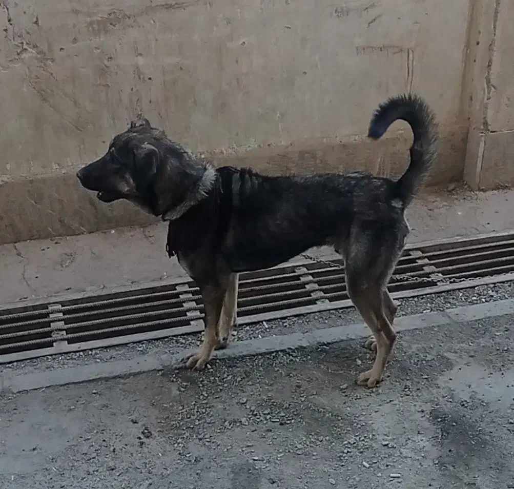 واگذاری سگ|سگ|کرمانشاه, |دیوار